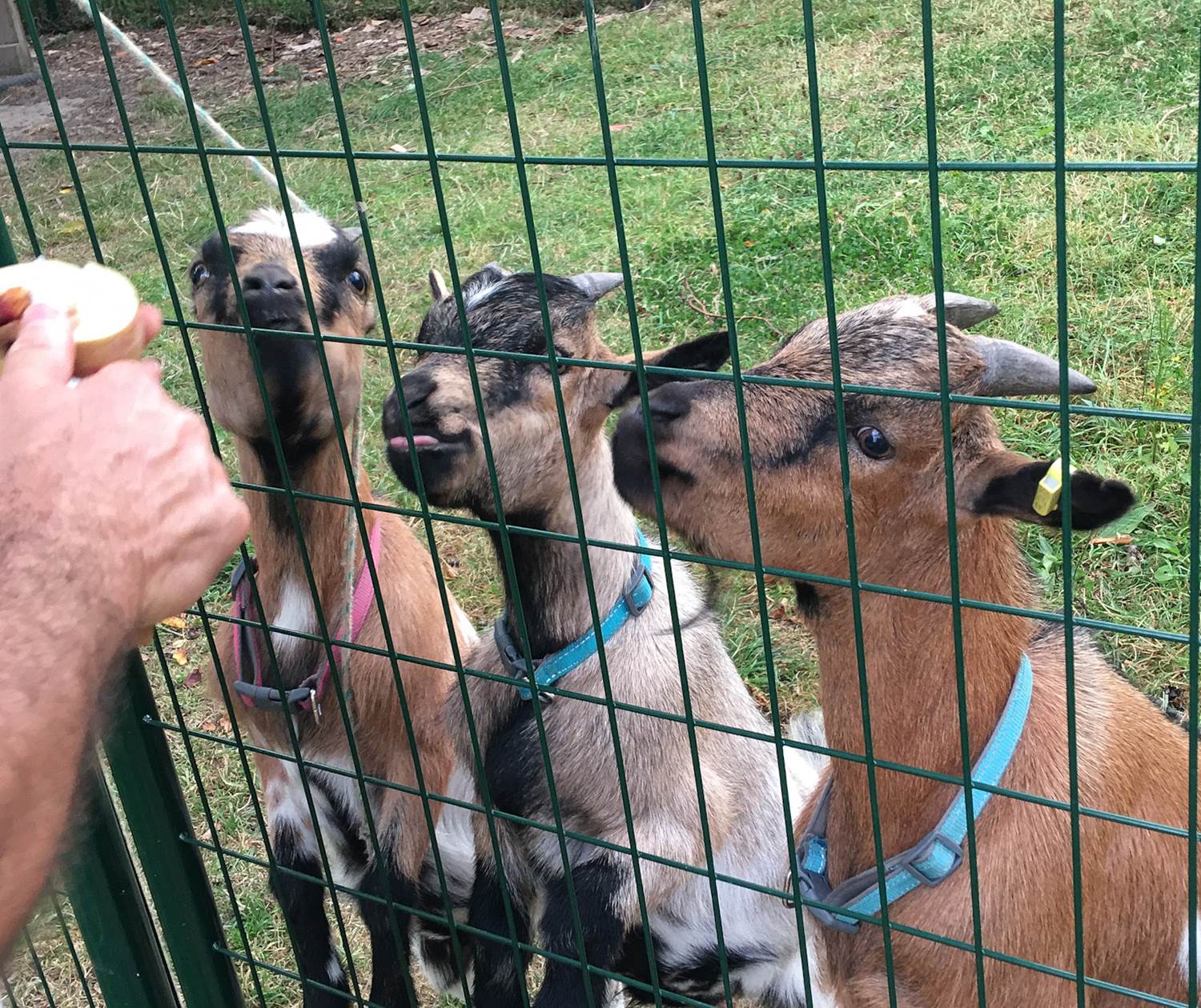 Nos 3 chèvres : Tybou, Tybi et Tynou appréciant beaucoup les pommes du verger