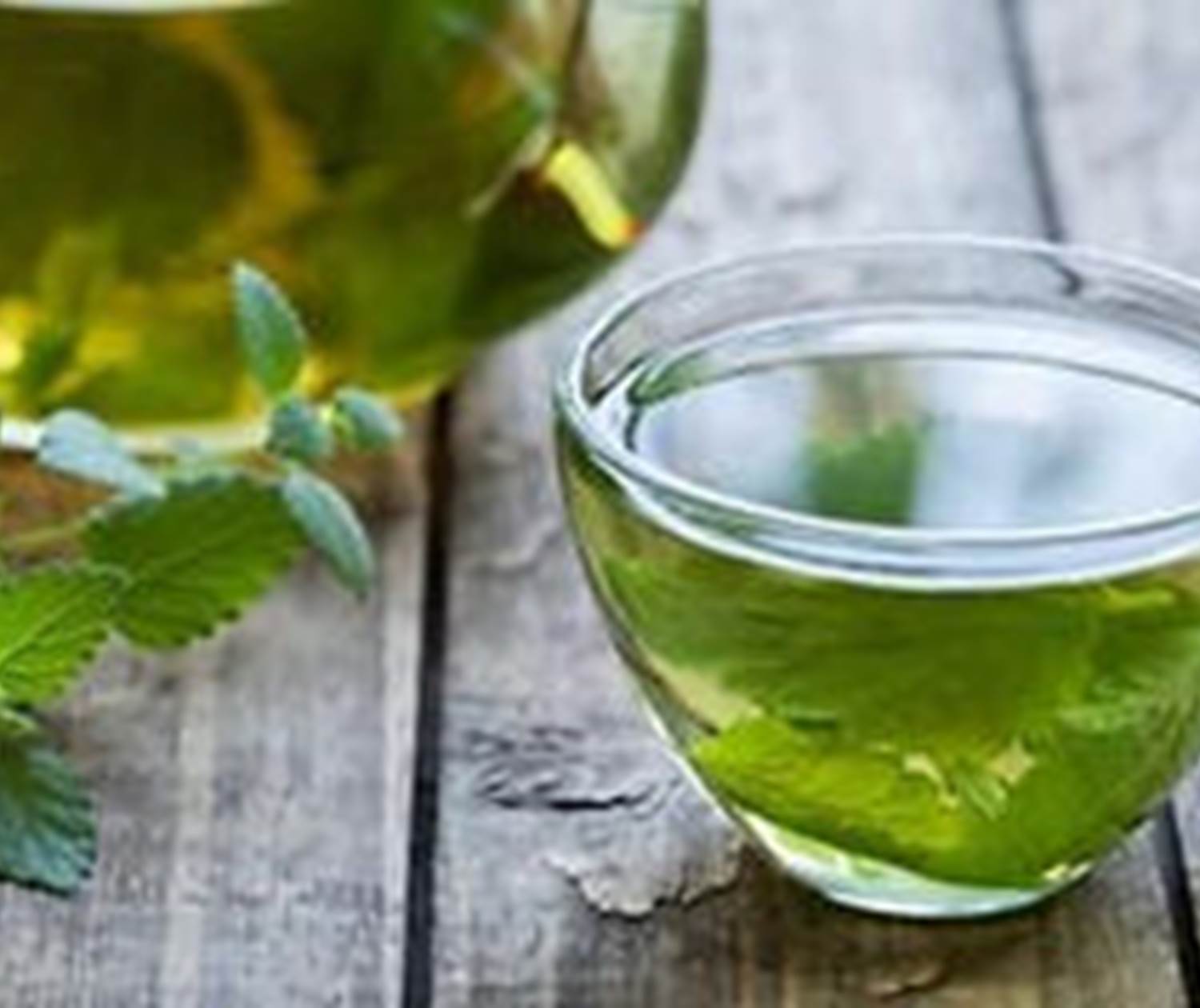 Des tisanes à volonté avec les feuilles fraîches du jardin