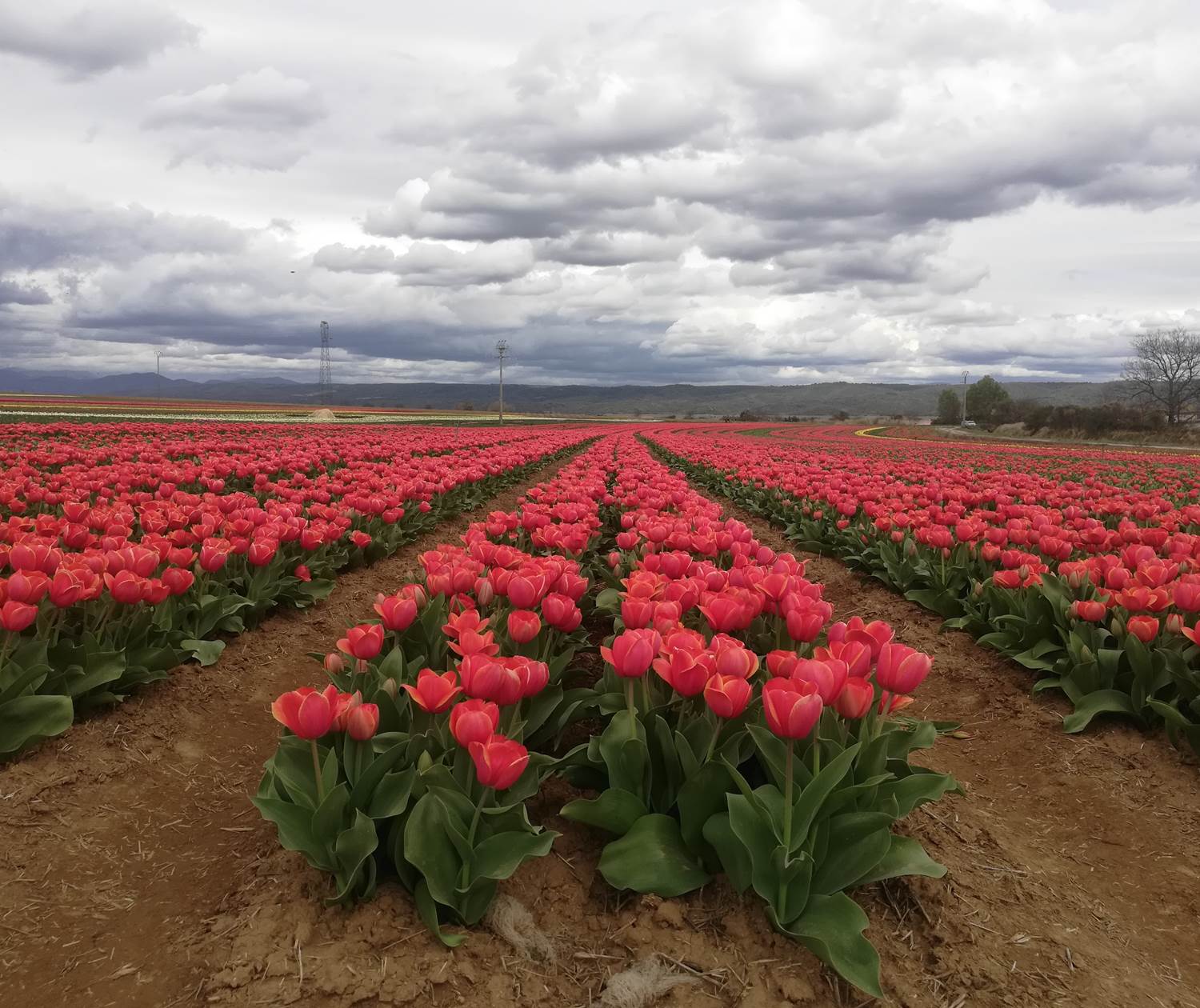 Des champs de tulipe sans fin