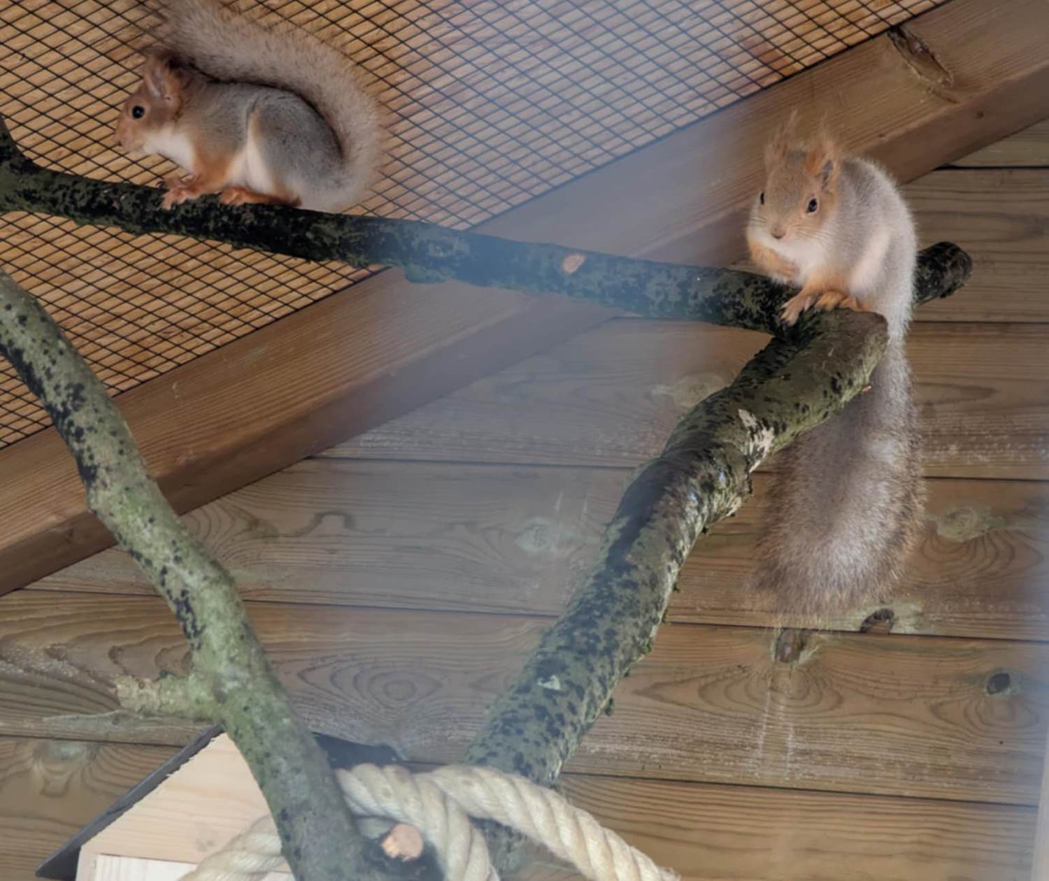 Ecureuil qui escalade au parc à gibier de la roche en ardenne
