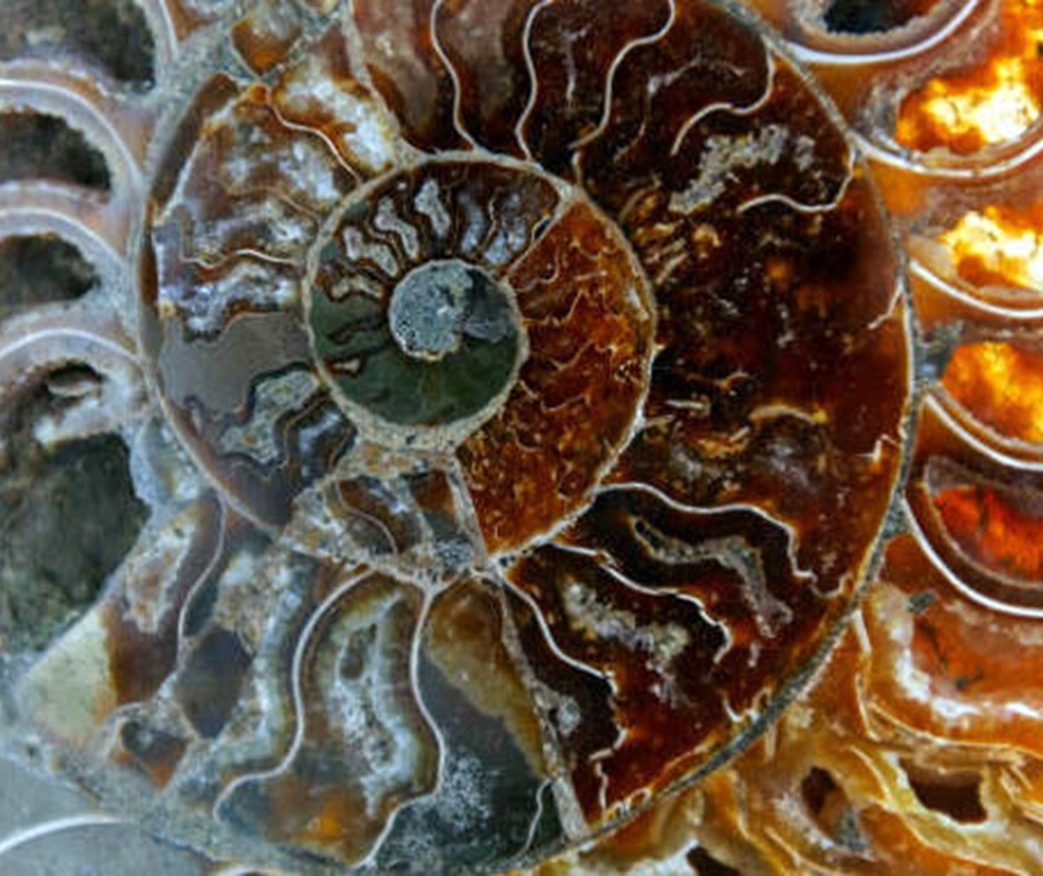 Les fossiles de la région d'Erfoud