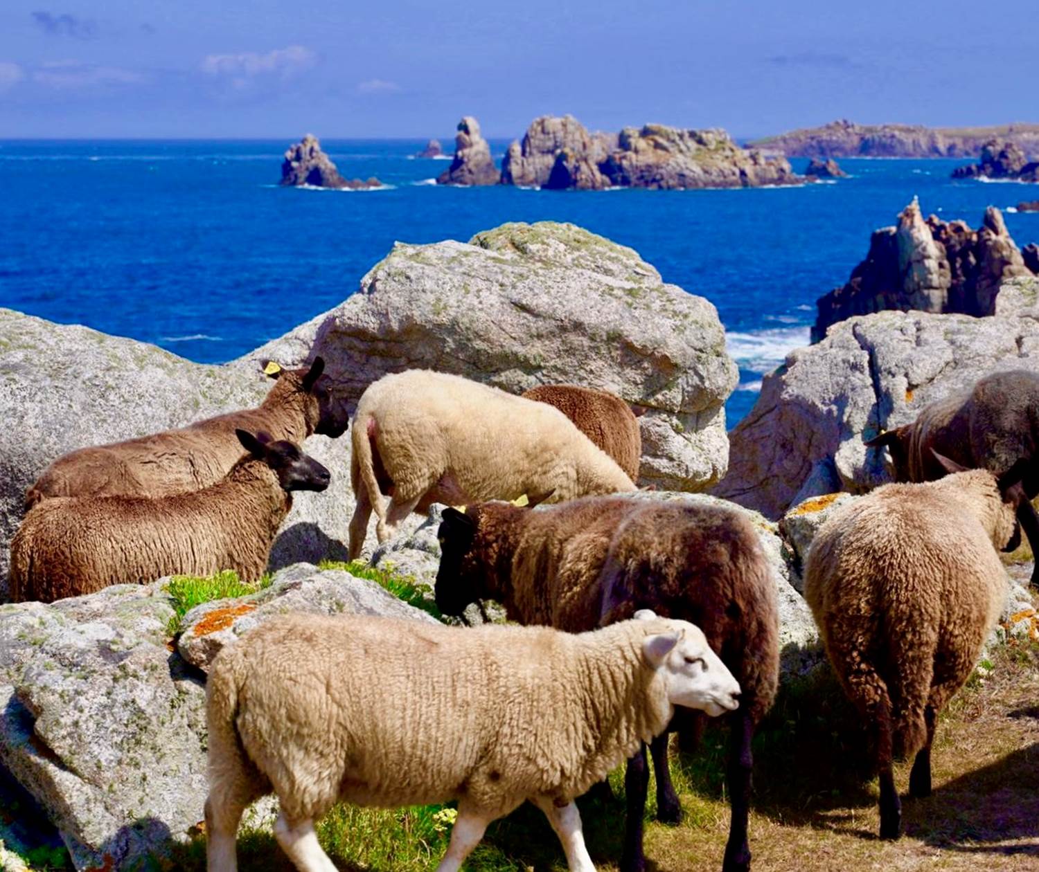 Les moutons de Ouessant