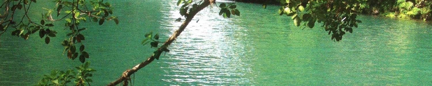 bassin cormoran