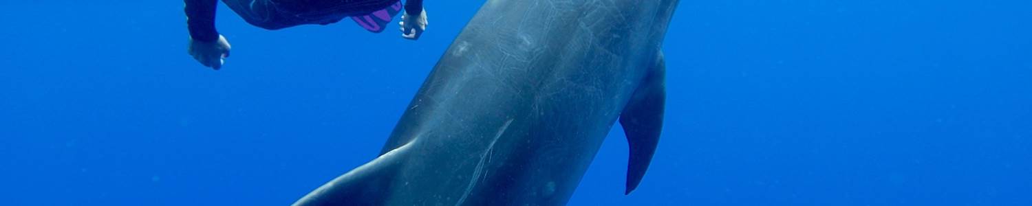 doucean image