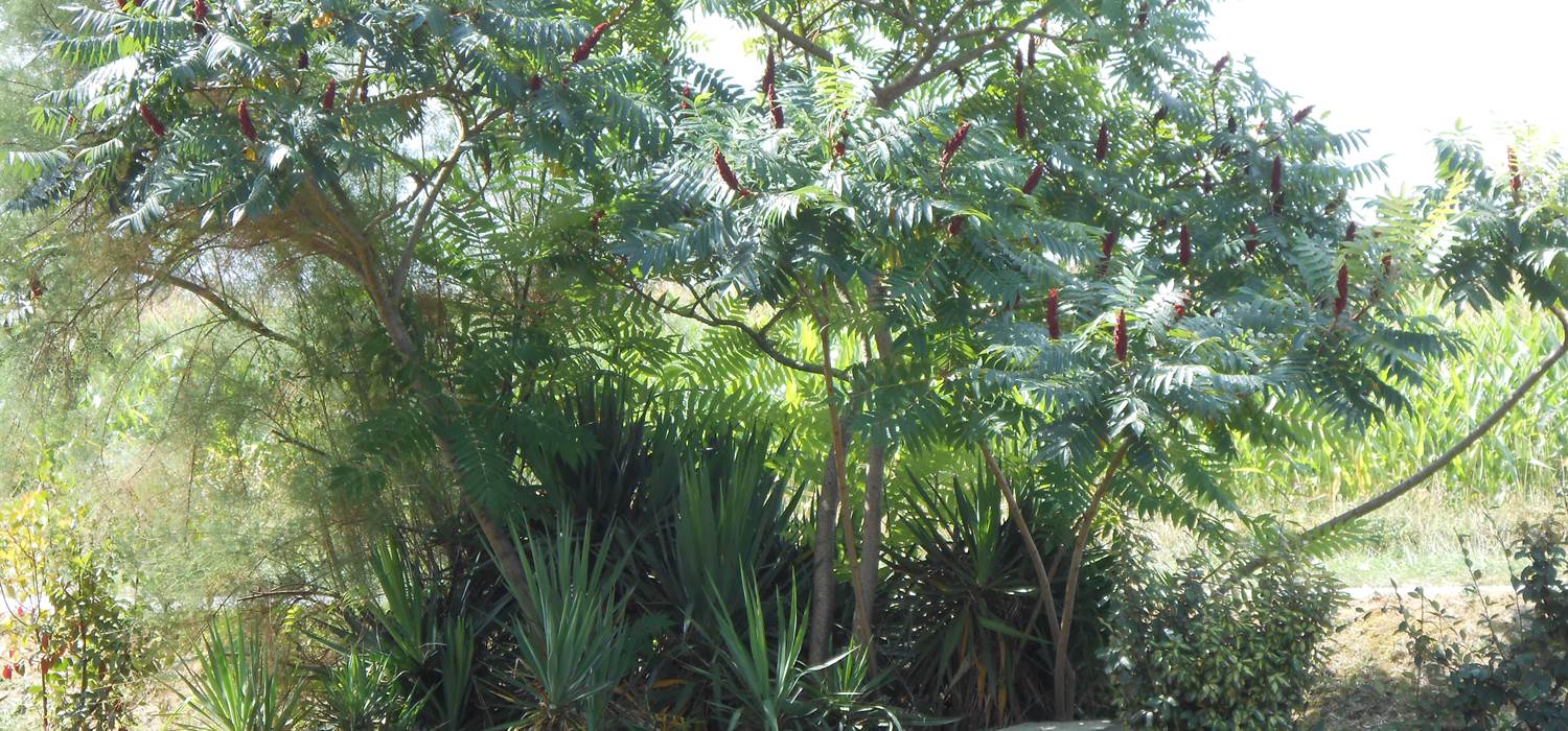 Jardin
