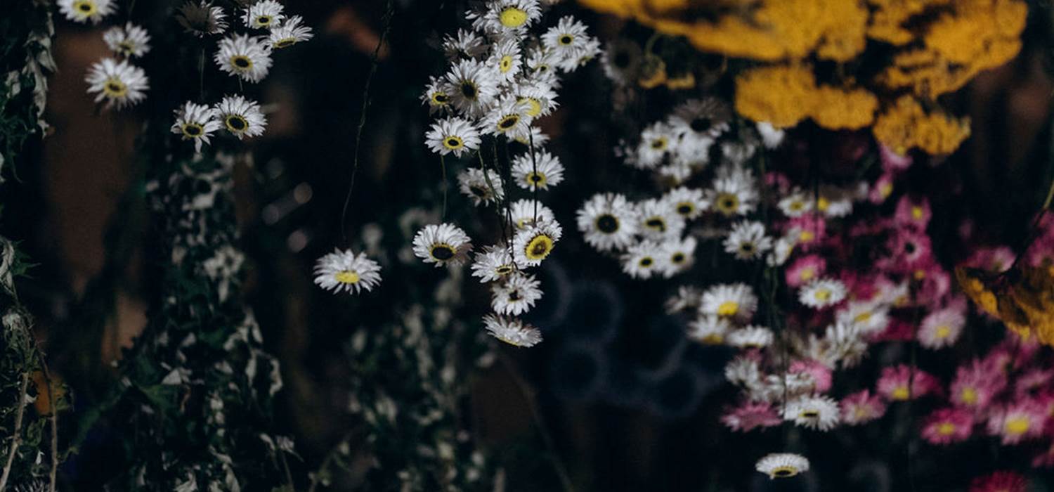 sechage-naturel-fleurs-sechees-terralya