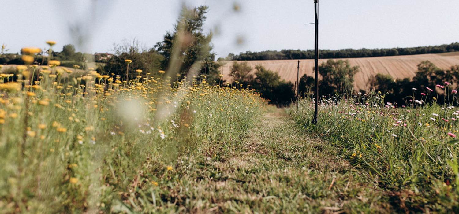 champ-fleurs-sechees-ferme-florale-terralya-gers