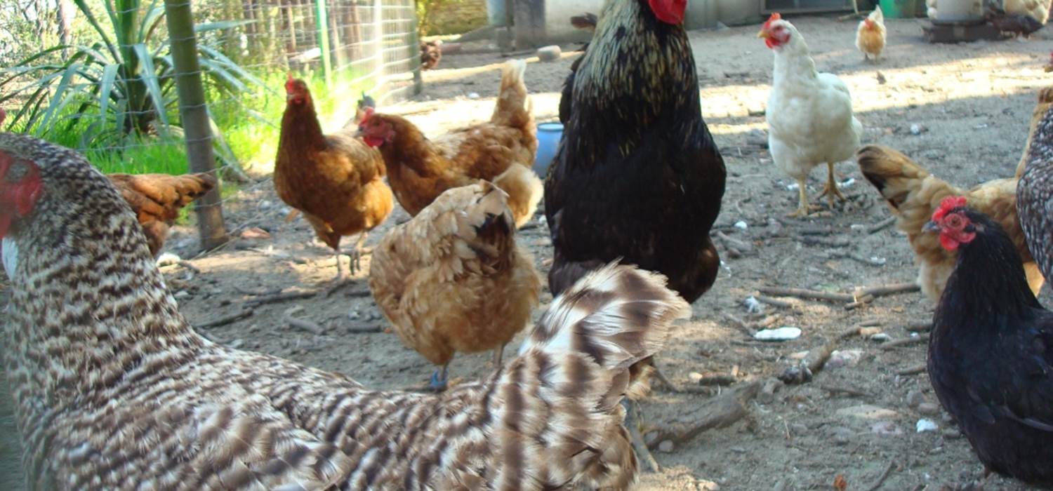 La basse-cour du domaine