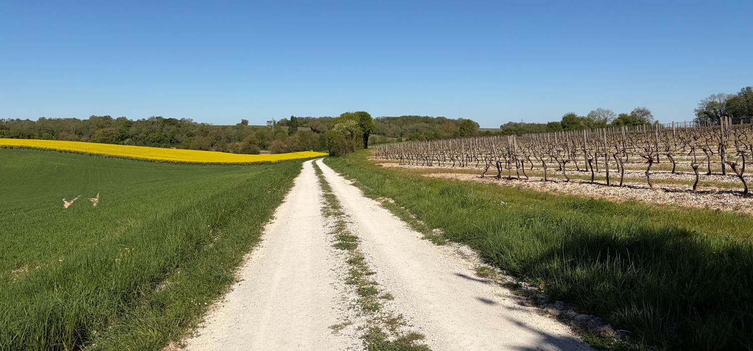 Balade pedestre proche de la maison entre vignes et colza