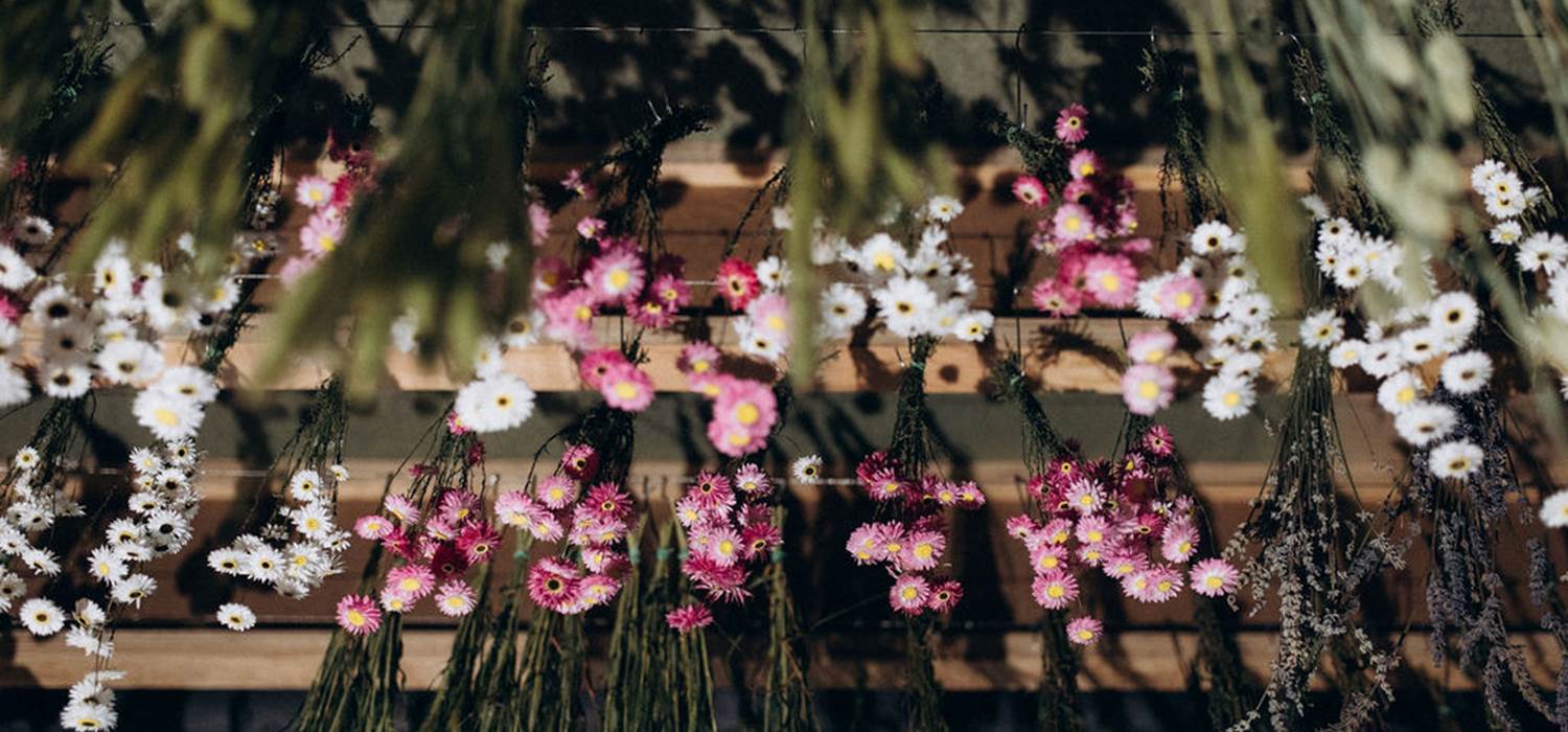 acrocliniums-roses-blancs-sechage-naturel-terralya