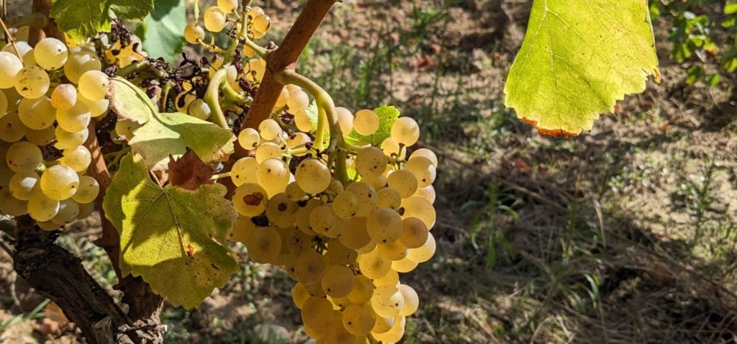 Grenache blanc cuvée tradition