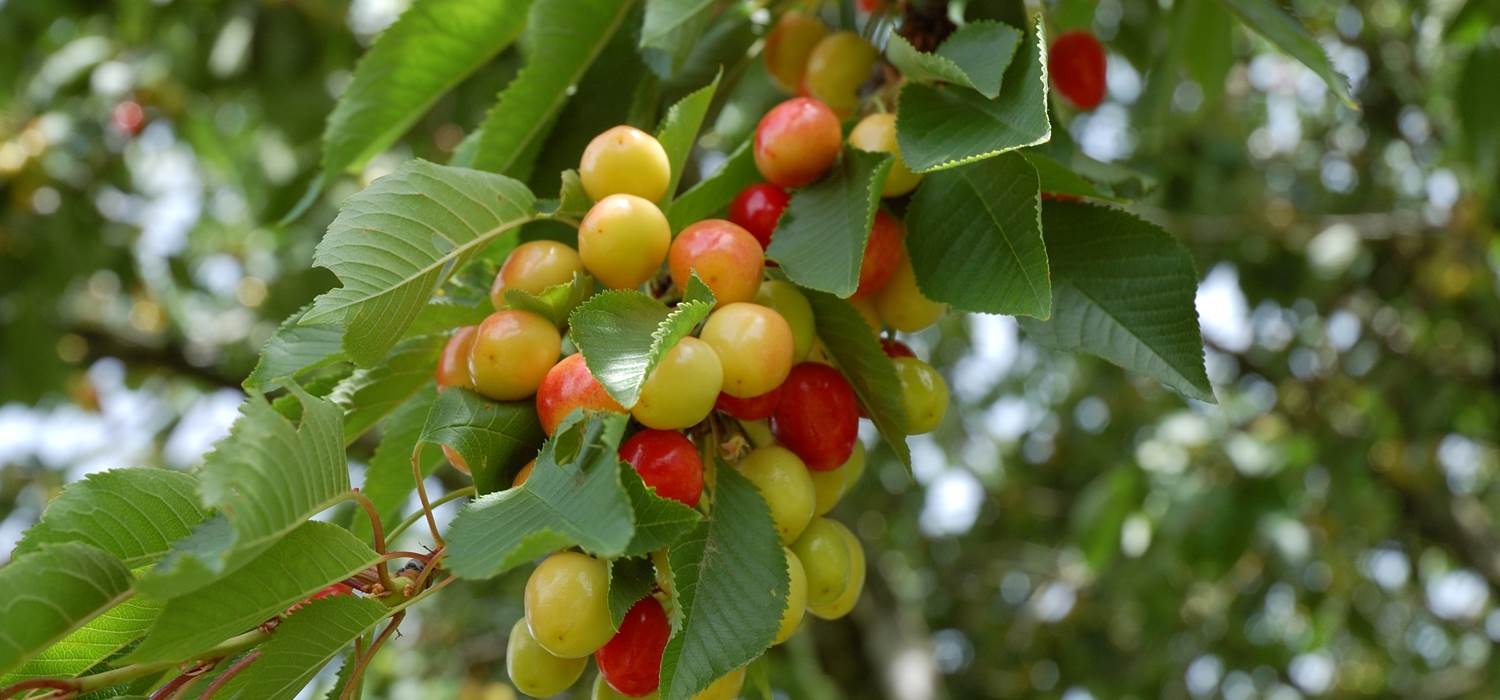 Cerises