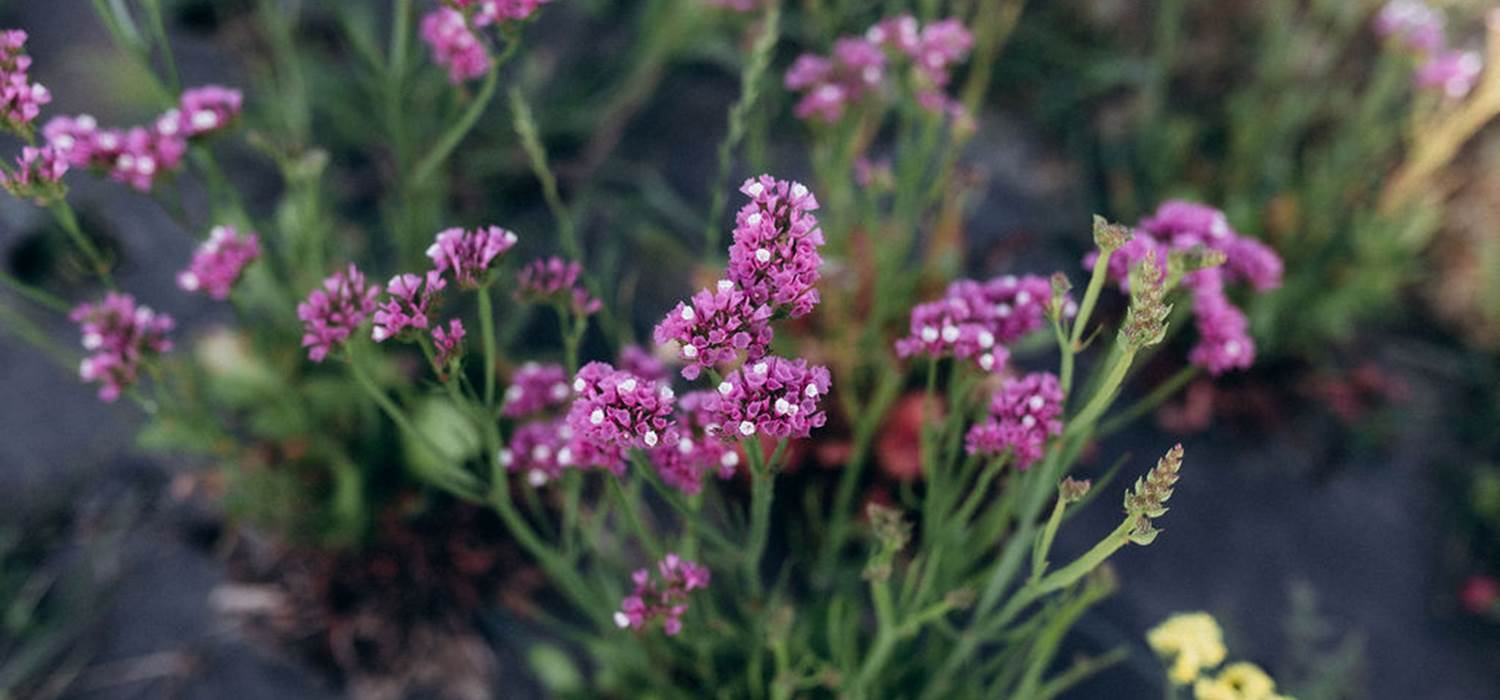 statice-rose-fleurs-sechees-terralya