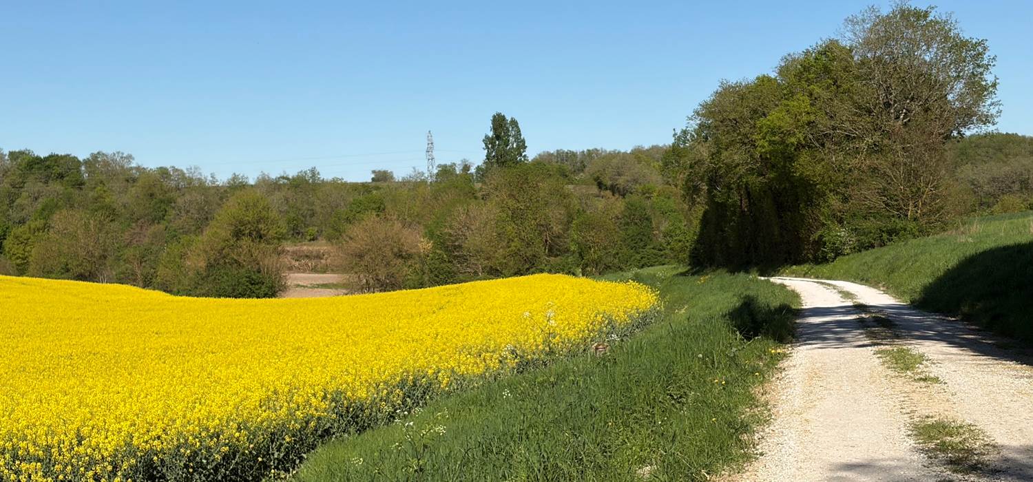 Balade pedestre proche de la maison entre vignes et colza