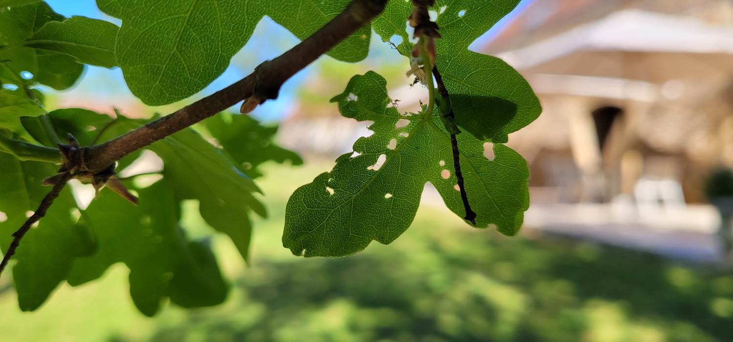 Les Enclos Secrets - La Nature