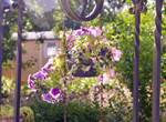 Insolites Chimay jardin (2)