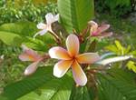 Gite-Cocotier-jardin-flore-guadeloupe-sainte-anne