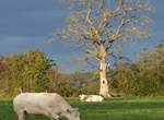 Insolites Chimay Arbre