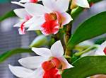 Gite-Cocotier-jardin-flore-guadeloupe-sainte-anne