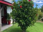 Panorama-jardin-villa-hibiscus-sainte-anne-guadeloupe