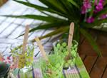 Gite-Bananier-terrasse-repas