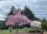 Jardin le 21 mars 2025