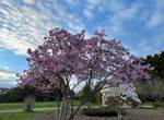 Jardin au printemps