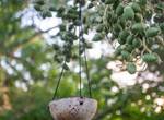 Gite-Cocotier-jardin-flore-guadeloupe-sainte-anne