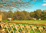 Côté Sud : Jardin clôturé avec vue sur les chevaux