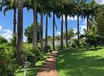 A-l-ombre-des-palmiers-royaux-jardin-l'or-des-caraibes