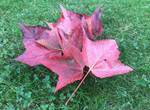 Couleur d'automne
