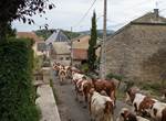 Notre troupeau dans indrieux