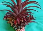 Gite-Bananier-ananas-tropical-guadeloupe-sainte-anne