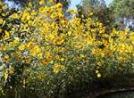 Tournesols