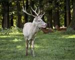 cerf blanc 1