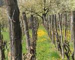 dans les vignes de wintzenheim kochersberg