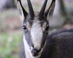 Chamois 1