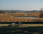 La vigne en hiver