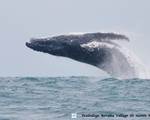 Baleine Boraha Village Ile Ste Marie Madagascar 19