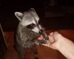 Racoon guadeloupe racoon lodge hotel