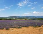 Mont Ventoux, lavandes et terre d'ocre dans le Luberon en Provence - de Saint-Saturnin les Apt à Sault