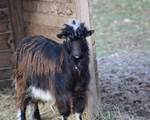 Chèvre des fossés