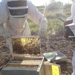 Ateliers autour des abeilles