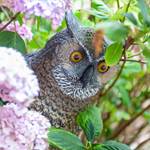 L'Heure Bleue•2020-07-10_Pidz-124•WEB