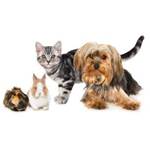 3 animaux de compagnie ou plus