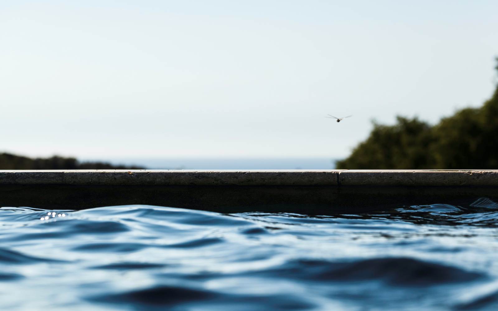 libellule sur la piscine