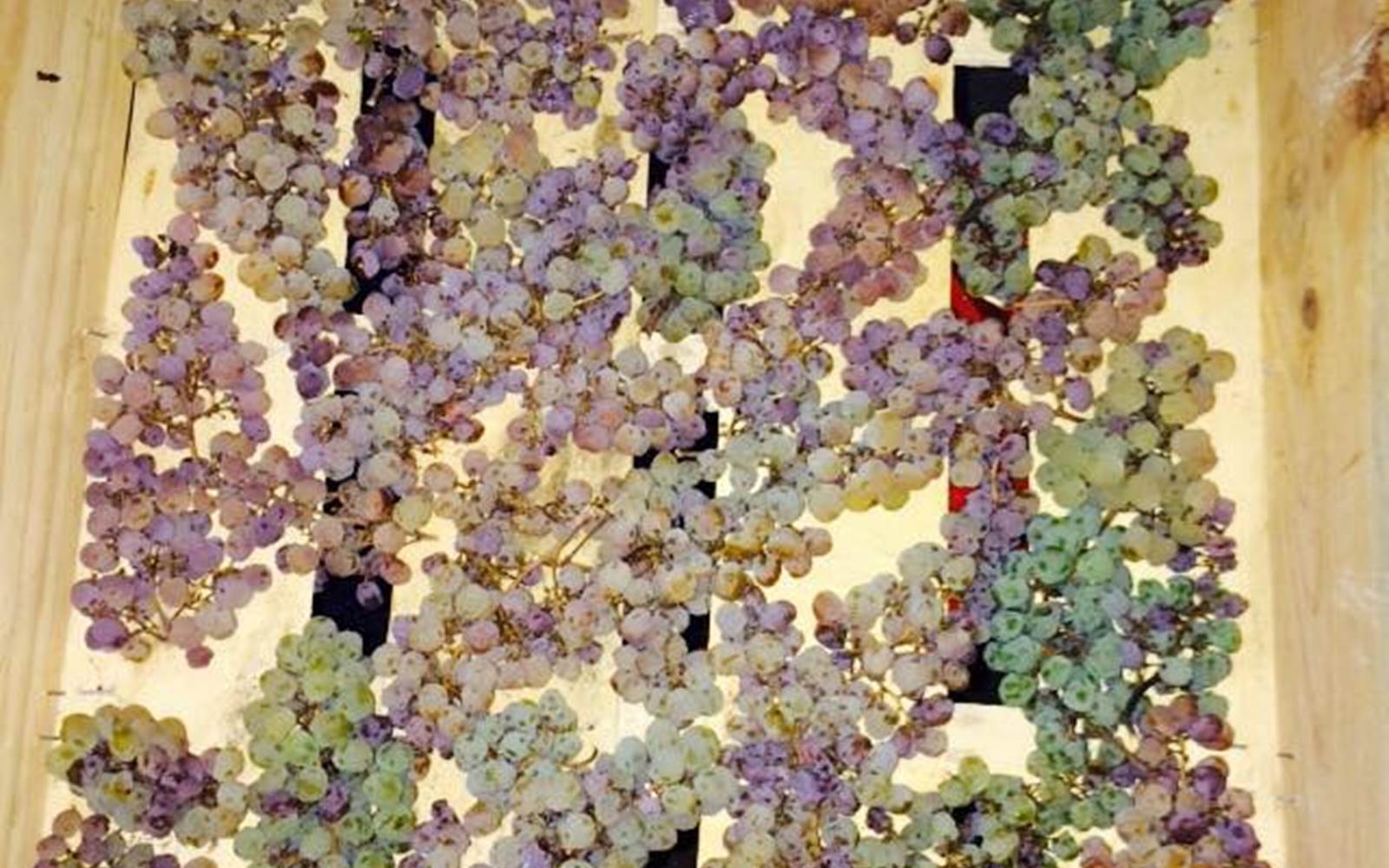 Séchage des grappes pour le Vin de Paille