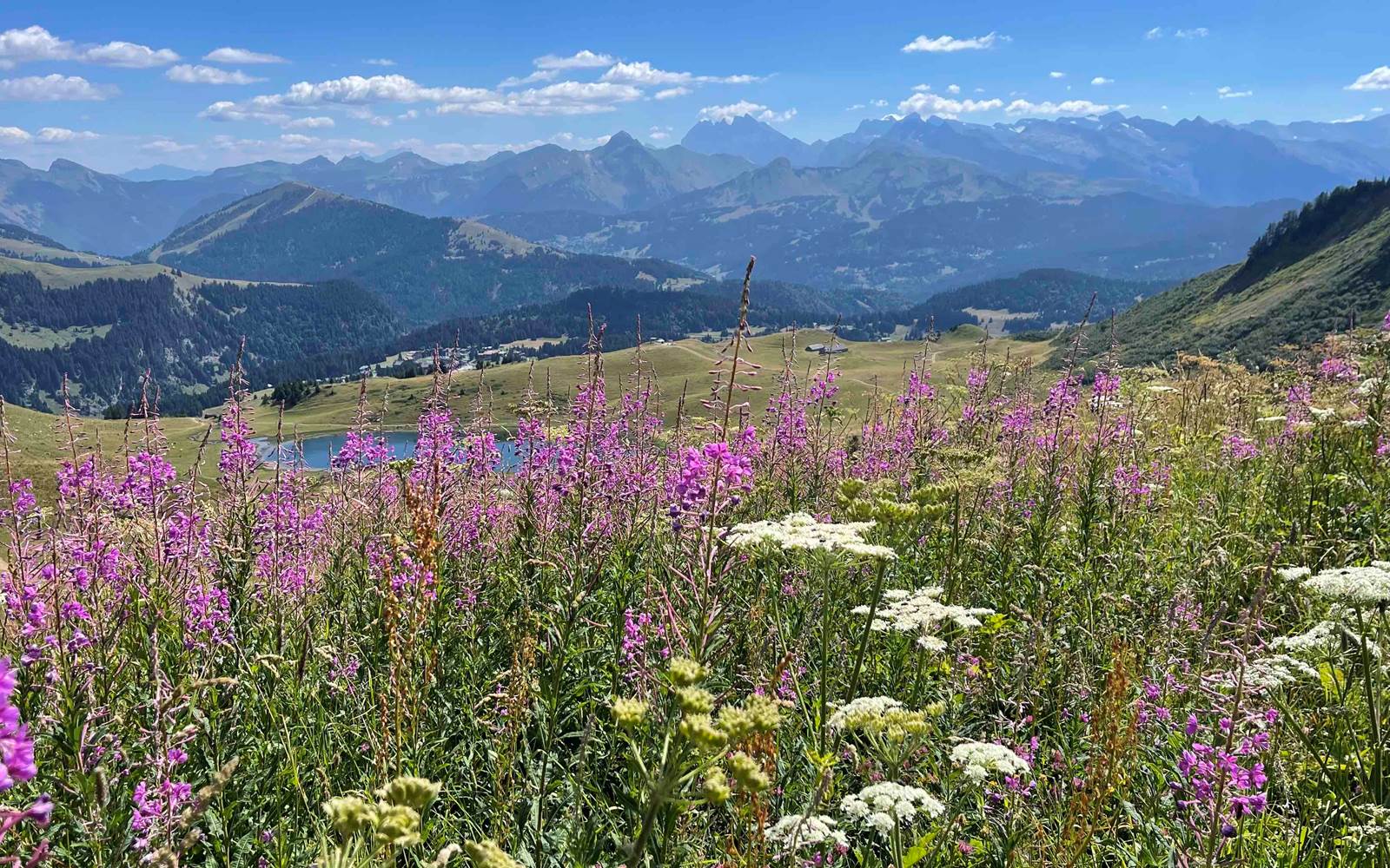 Randonnée douce parmi les épilobes en fleurs avec vue sur le massif du Chablais et les sommets des Alpes suisses.