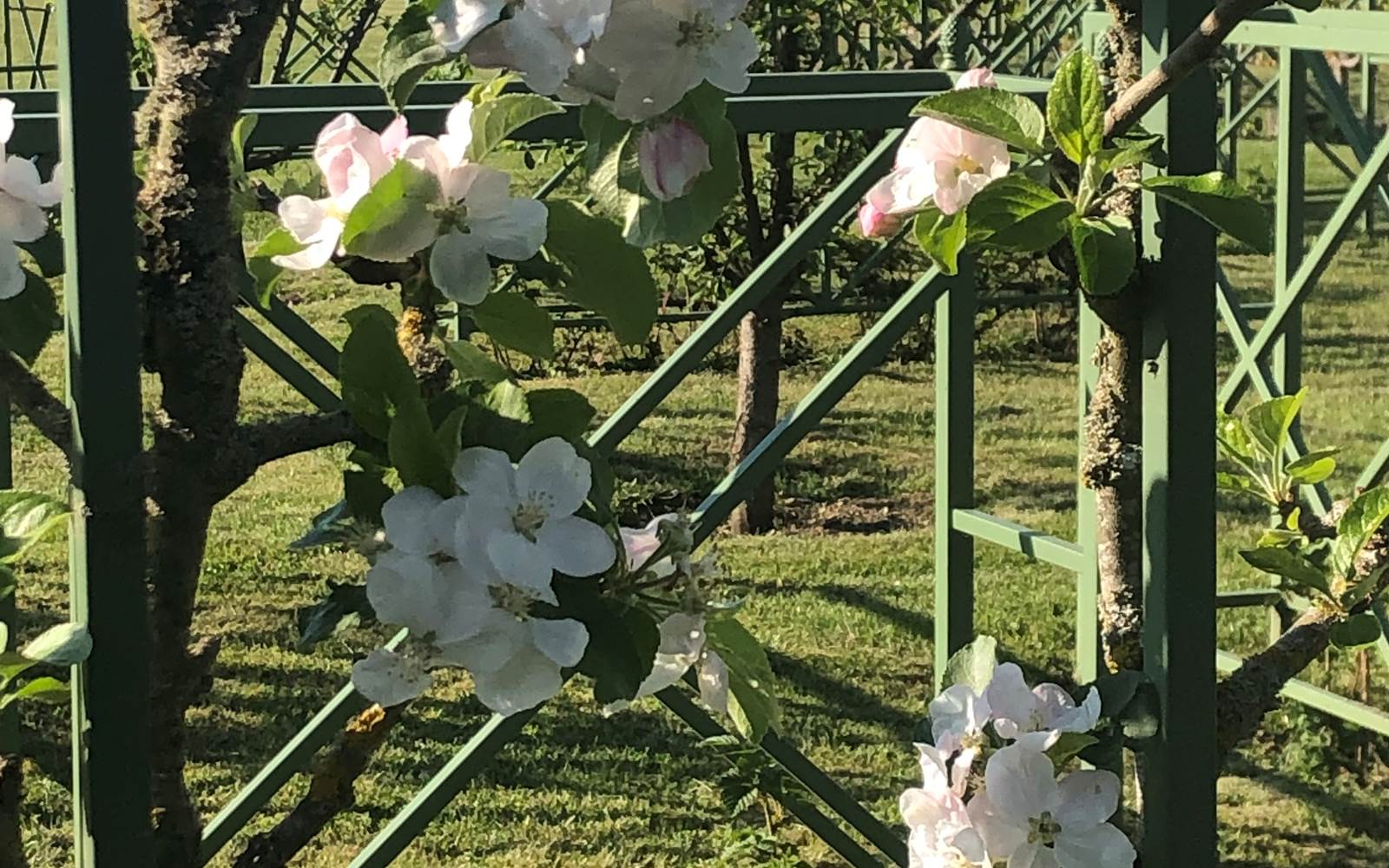DANS LES VERGERS-POTAGERS
