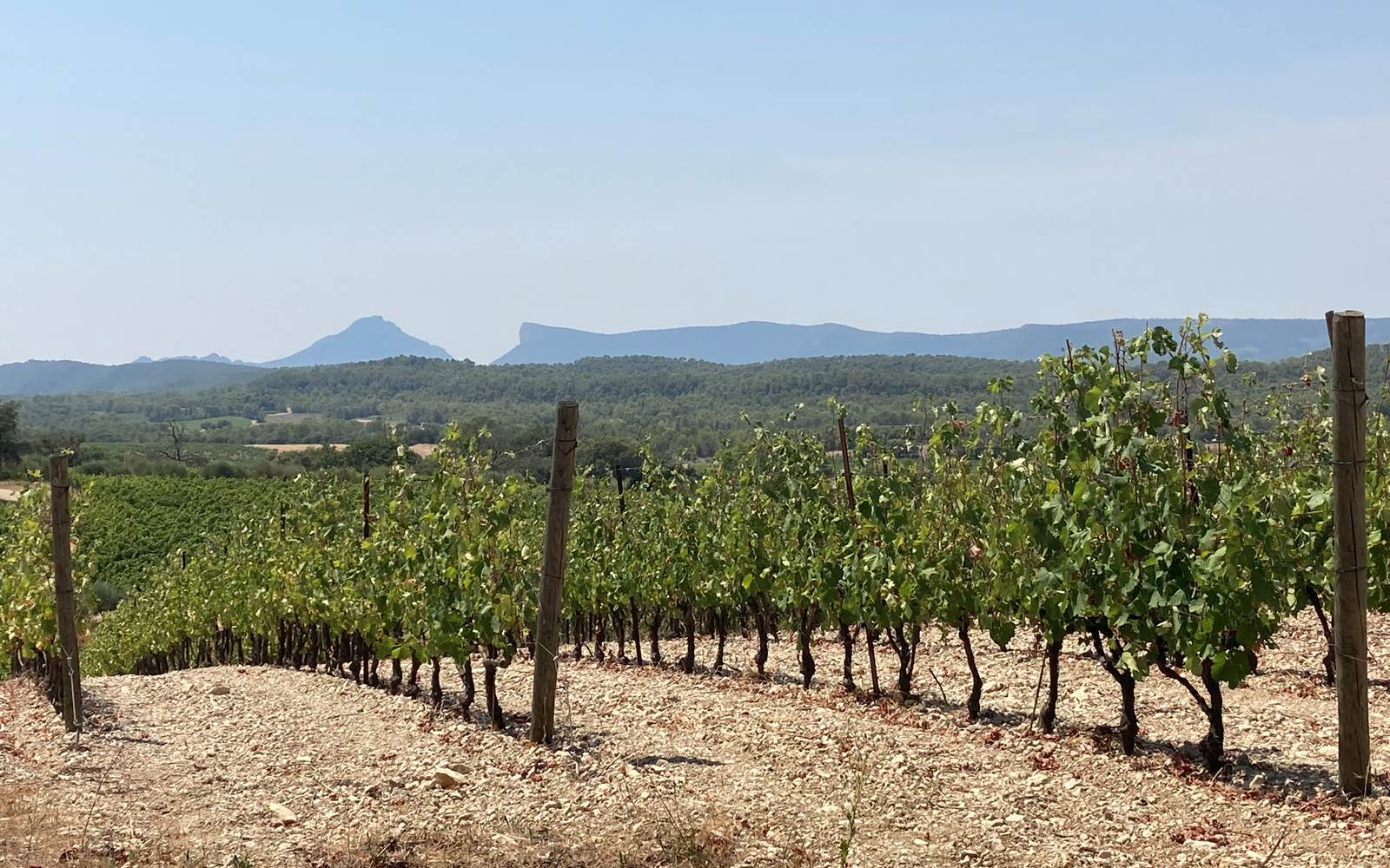 vignes vue Pic Saint Loup et Hortus